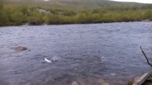 Ловля сёмги нахлыстом на муху. Первый улов на реке Кола