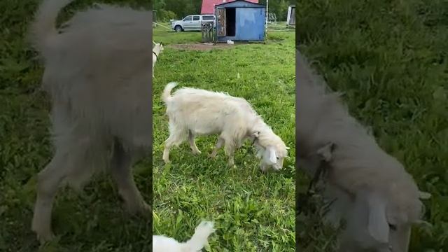 Козел на племя 2.5 года. комолый с рождения. смотреть онлайн