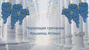 Аттика виноград.