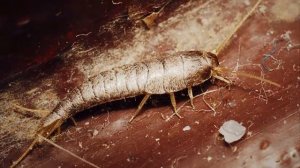 о чешуйнице