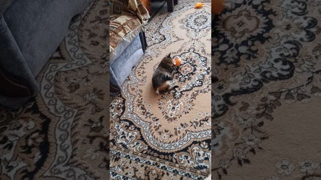 кошачьи игры #кошка #кошки #кошкиприколы