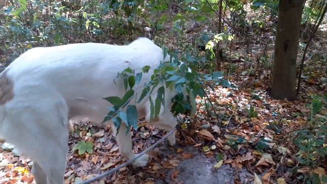 08.10.23 Алабай Булат в лиственном лесу смотреть онлайн