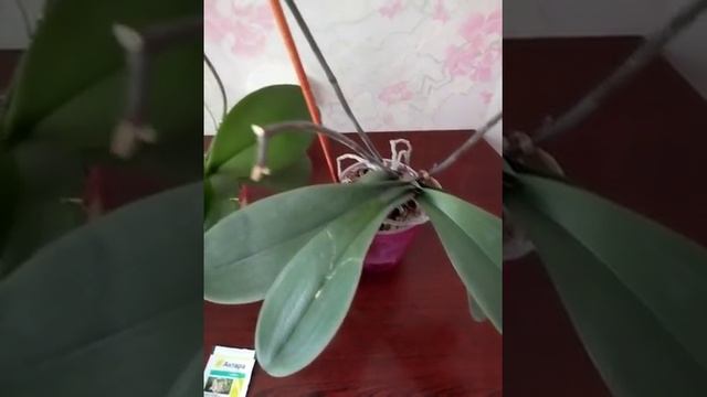 Трипсы на орхидеях.... смотреть онлайн