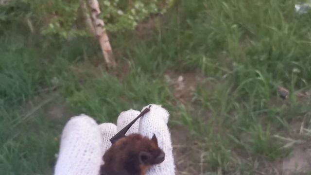 Летучая мышка улетела. смотреть онлайн