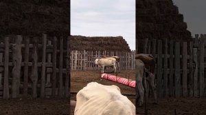 Без привозное содержание бычков спустя 4 м