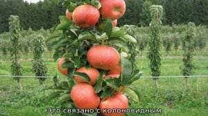 Янтарное Ожерелье (яблоня колоновидная)