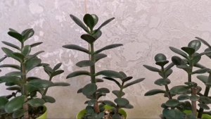 Как поливать денежное дерево (толстянку).