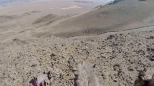 Охота на лису с орлом