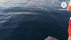Отводной поводок на Чëрном море. Интересная и красивая рыба.