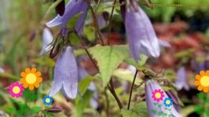 Колокольчик молочноцветковый Барбара Валентайн. Краткий обзор campanula lactiflora Barbara Valentin