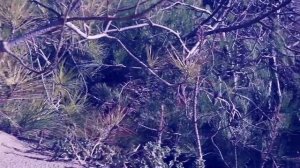 Dog TV! Keep Your Dog Entertained and Happy with Videos for Dogs!