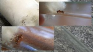 Мои новые муравьи Pheidole Pallidula! Начало великой колонии! // Pheidole Pallidula