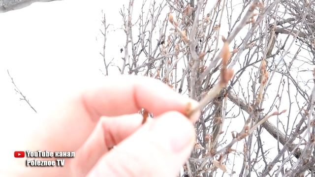 ОБРАБОТАЙТЕ СЕЙЧАС СМОРОДИНУ КИПЯТКОМ И ТЛИ БОЛЬШЕ НЕ БУДЕТ смотреть онлайн