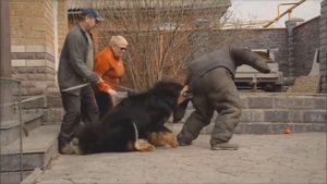 САМЫЕ ДОРОГИЕ В МИРЕ ПОРОДЫ СОБАК