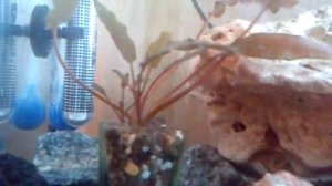 Принцесса Бурунди. #10 триумф Фурии,особенности в содержании и разведении