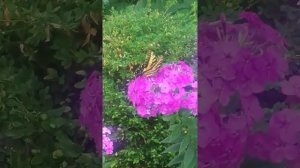 Hard working butterfly in my phlox garden.  Enjoy :)