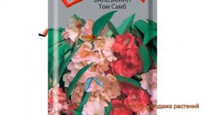 Бальзамин обыкновенный Том Самб (tom samb) ? Том Самб обзор: как сажать, семена бальзамина Том Самб