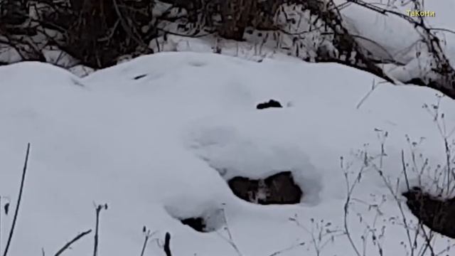 Сызрань. Куропатки зимой в черте города. смотреть онлайн