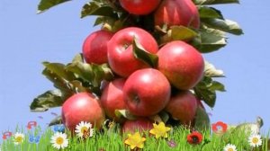 Яблоня колоновидная Готика ? Обзор: посадка и уход. крупномеры яблони Готика: описание и особенност