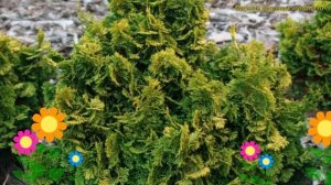Кипарисовик тупой Аврора. Краткий обзор, описание характеристик chamaecyparis obtusa Aurora