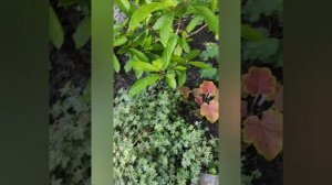 ГЕЙХЕРЫ в моем саду...Delta Dawn...Caramel...Pinot Gris...и другие сорта