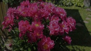 Пион Феликс Краусс (Paeonia Felix Crousse)