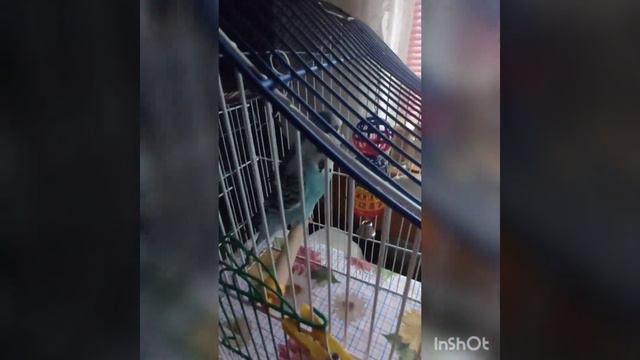 Паровка волнистых попугаев. Способ №2. Часть1. смотреть онлайн