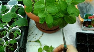 Как черенковать петунию #черенкованиепетунии