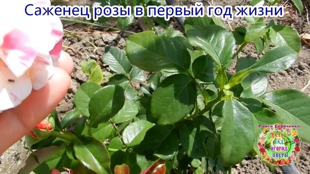 Саженец розы в первый год жизни смотреть онлайн