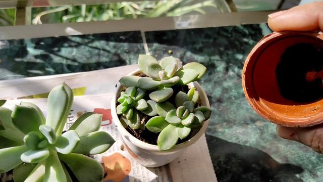 How to save dying succulents | मरते हुए सेकूलेंट्स को कैसे बचाएं | save succulents from overwaterin смотреть онлайн