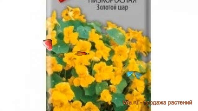 Настурция низкорослая Золотой шар (zolotoy shar) ? обзор: как сажать, семена настурции Золотой шар смотреть онлайн