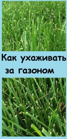 Мой уход ЗА ГАЗОНОМ: КАК И ЧЕМ я его подкармливаю после стрижки #дача #сад #garden