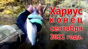 Хариус в конце сентября, после дождя.