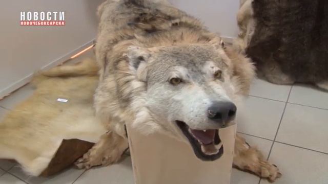 Одежда и предметы быта Чукотского края - уникальная выставка в стенах музея смотреть онлайн