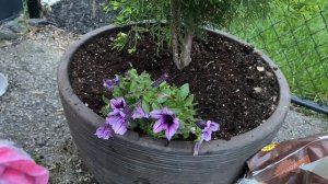 Planting Supertunia Bordeaux 🌸