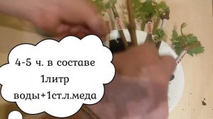 Результат укоренения черенков винограда на меду