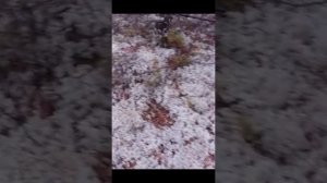 МОРЕ БЕЛЫХ ГРИБОВ!!!