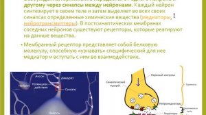 Биологические основы поведения лошади - Часть 1