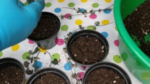 Церопегия Вуда. Обзор. Укоренение. Уход.