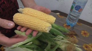 Как заморозить кукурузу и засушить кукурузные рыльца