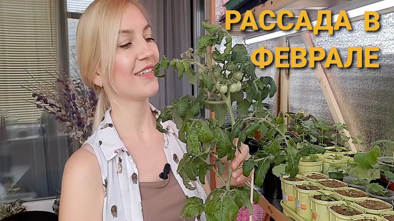 НЕ ХВАТАЕТ МЕСТА НА СТЕЛЛАЖЕ/ РАССАДА В ФЕВРАЛЕ