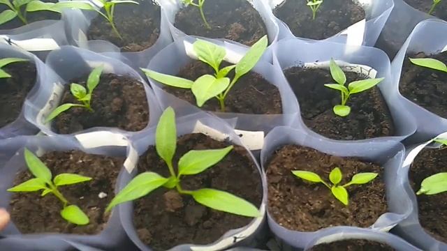 Советы по выращиванию перца. смотреть онлайн