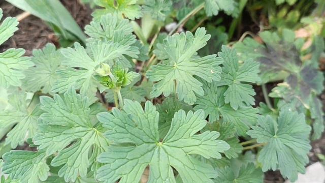 Герань садовая с пестрым листом смотреть онлайн