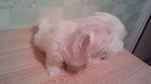 Мальтезе (мальтийская болонка) Ричи выполняет команды