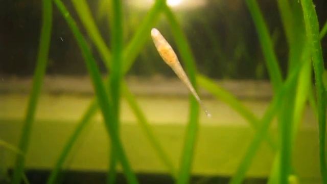 Улитковая пиявка в аквариуме смотреть онлайн