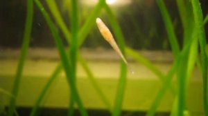 Улитковая пиявка в аквариуме