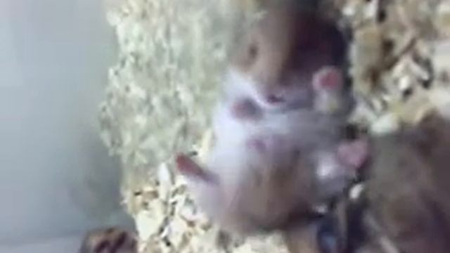 Хомяк акробат/  Hamster acrobat