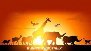В мире животных