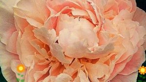 Пион молочноцветковый Marguerite Gerard. Краткий обзор, описание характеристик, где купить саженцы