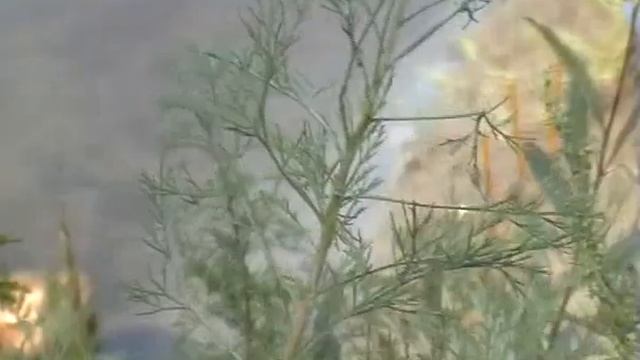 Итальянская банкирша в Мордовии смотреть онлайн